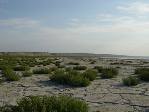 The Aral Seashore today